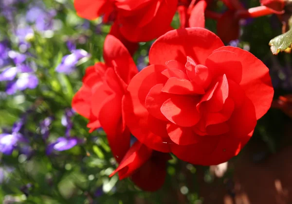 Flor de begónia — Fotografia de Stock