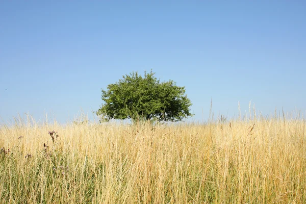 Yksinäinen puu — kuvapankkivalokuva