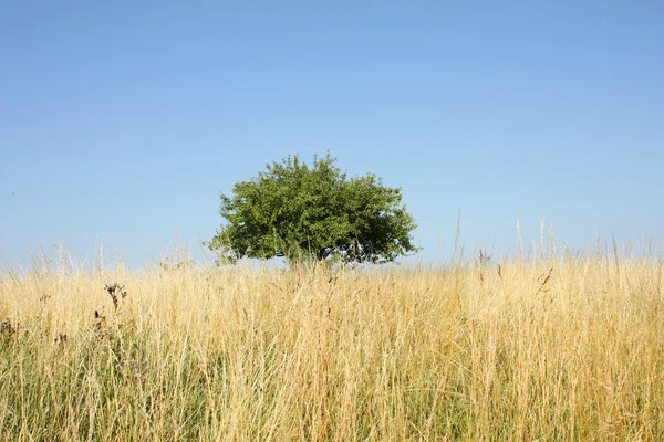 Árvore solitária — Fotografia de Stock