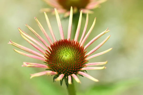 Echinacea kwiat — Zdjęcie stockowe