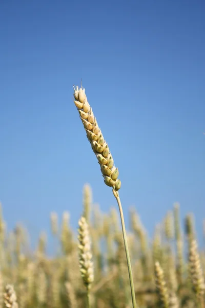 Spiga di grano — Foto Stock