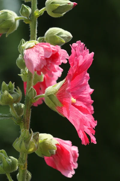 Mallow flower — Stock Photo, Image