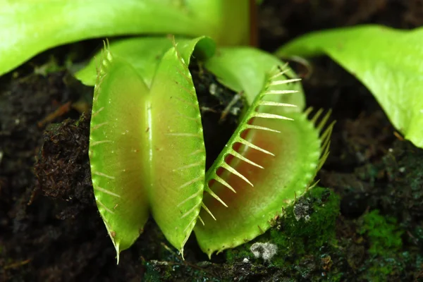 Venus flugfälla — Stockfoto