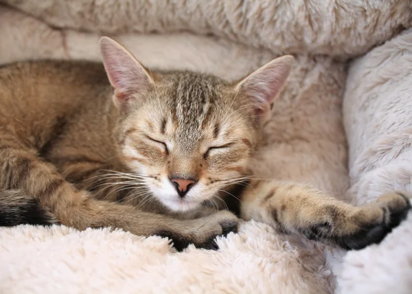 Uyuyan kedi — Stok fotoğraf