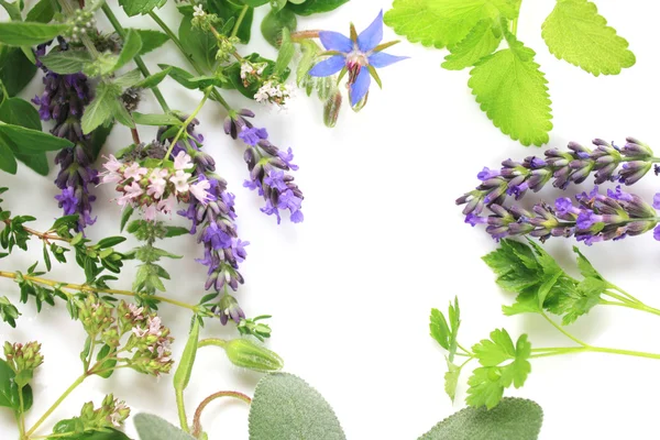 Fresh herbs border — Stock Photo, Image