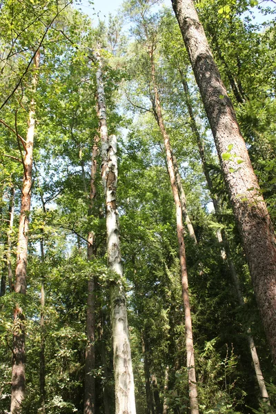 Польский лес — стоковое фото