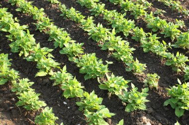 alan üzerinde büyüyen fasulye