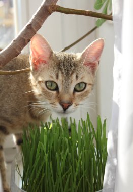 çim yeme kedi