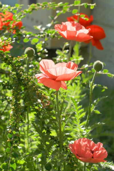 Poppies in garden — Stock Photo, Image