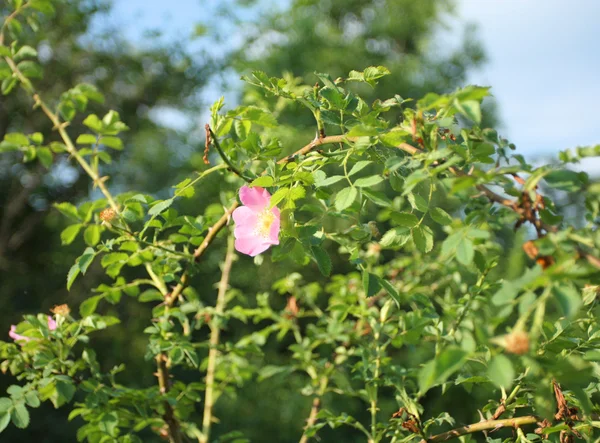 Wild rose virág — Stock Fotó