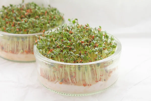 Cress — Stock Photo, Image