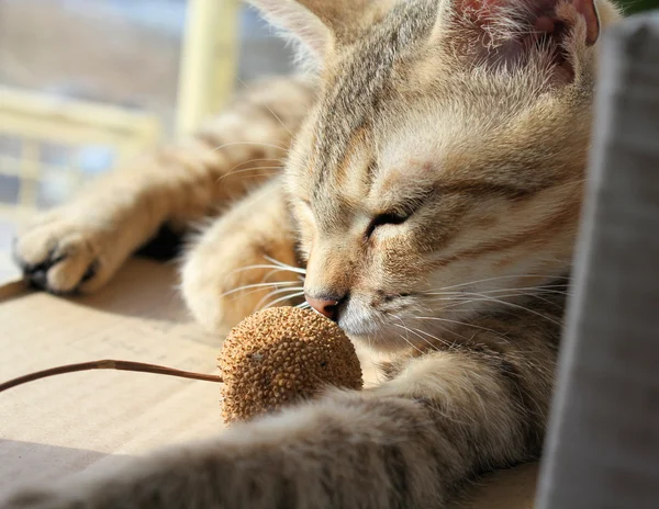 Kedi uyku — Stok fotoğraf
