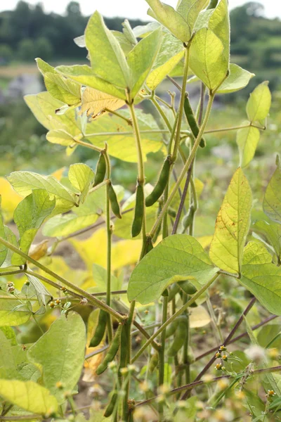Soybean plant — Stock Photo, Image