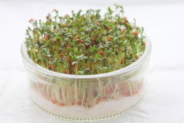 Garden cress