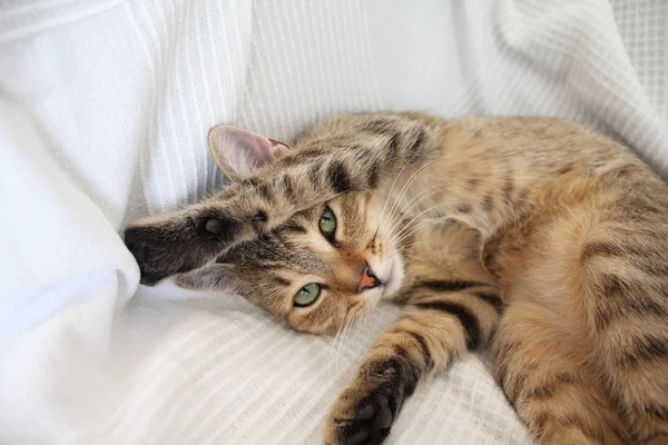 Lindo gato — Foto de Stock