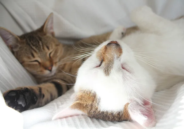 Gatos dormidos — Foto de Stock