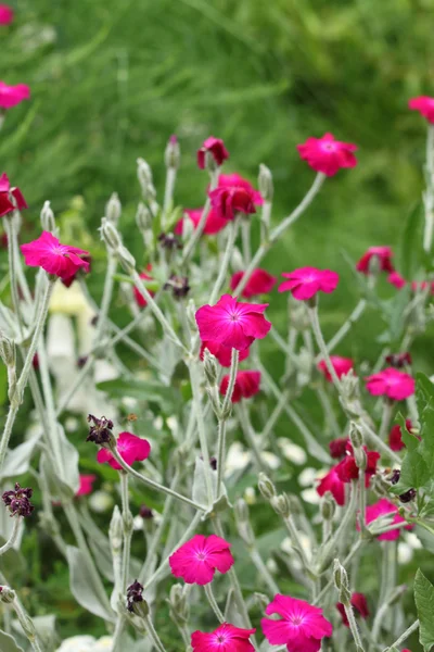 Rosa campion flores — Foto de Stock