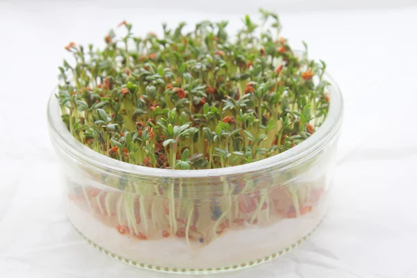 Garden cress — Stok fotoğraf