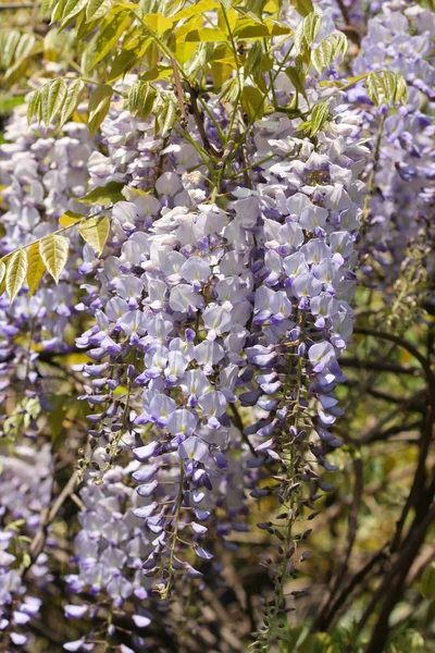 Wisteria flowers — Stock Photo, Image