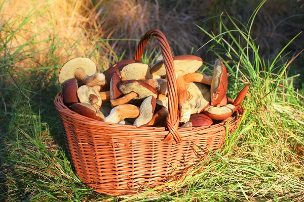 Mushrooms in basket — Stock Photo, Image