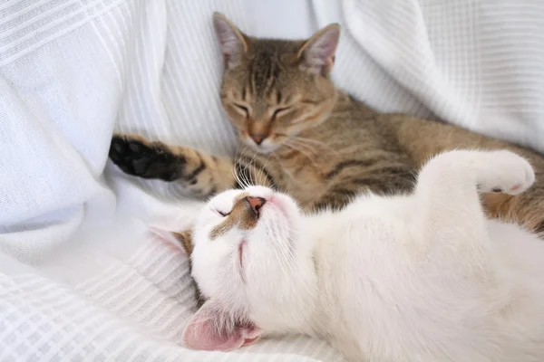 Sleeping cats — Stock Photo, Image