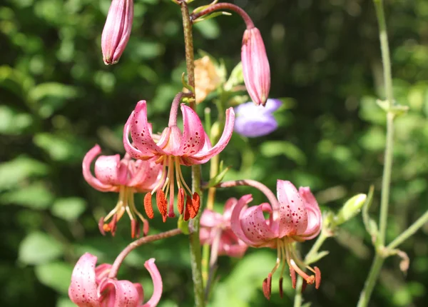 Wilde rosa Lilie — Stockfoto