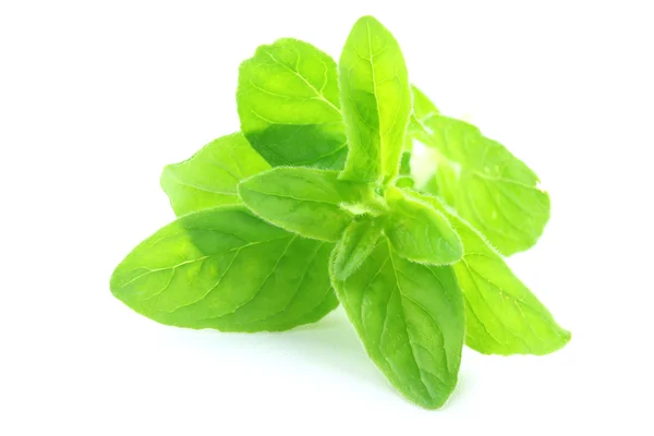 Daun Oregano — Stok Foto