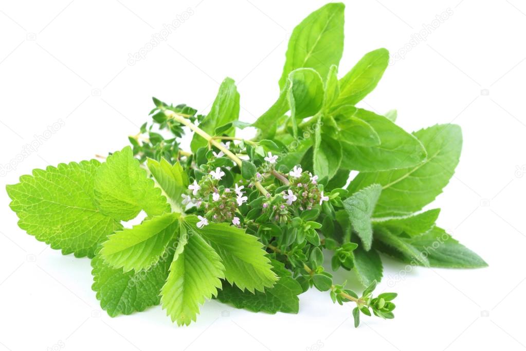 Fresh green herbs