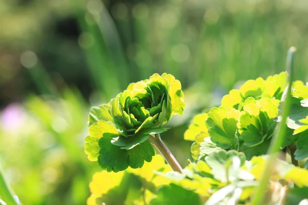 Sun lighted leaves — Stock Photo, Image