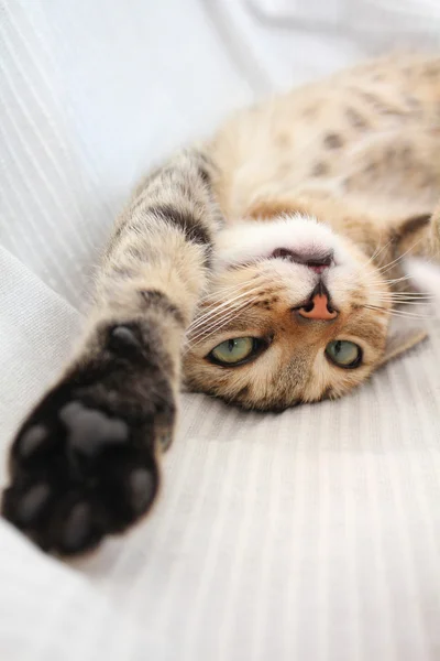 Playful cat — Stock Photo, Image