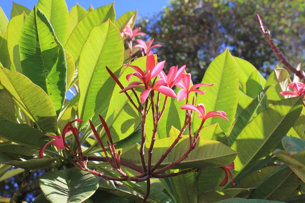 Kwiatów Frangipani na drzewo — Zdjęcie stockowe