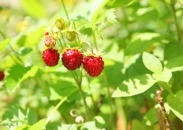 Strawberry in garden — Stock Photo, Image