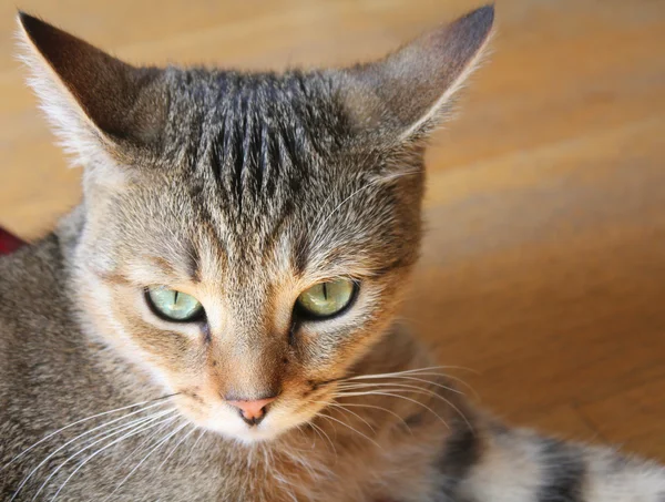 Gato enojado — Foto de Stock