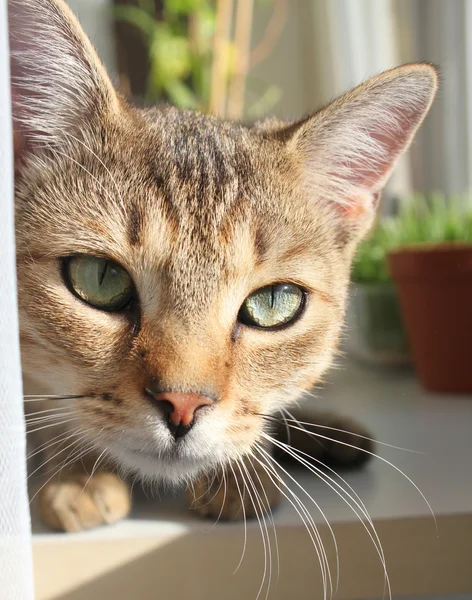 Mira gato — Foto de Stock