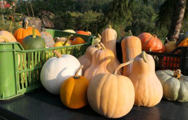 Kabaklar ve squashes sonbaharda hasat.
