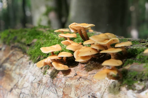 Wild Mushrooms Growing Fallen Tree Forest Rotting Tree Log — Stock Photo, Image