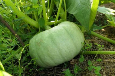 Bahçedeki bitkinin üzerinde büyüyen yeşil balkabağı.