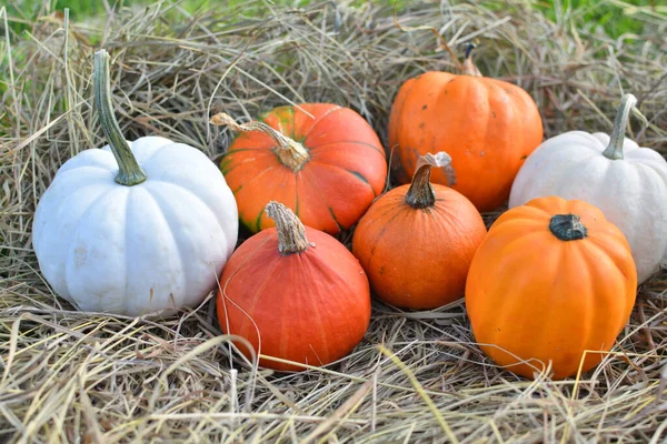 Different Varieties Squashes Pumpkins Straw Pumpkins Autumn Background — Stock Photo, Image