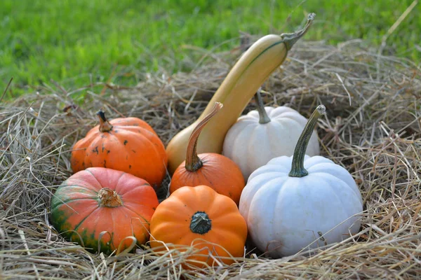 Calabazas Sobre Paja Fondo Otoño —  Fotos de Stock