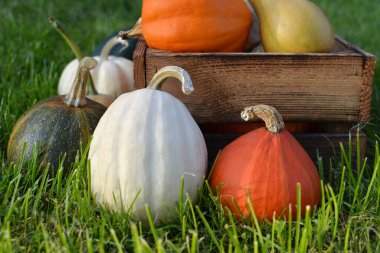 Bahçede sonbahar balkabağı hasadı.