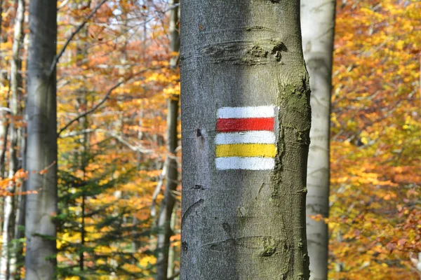 Горные Тропы Рисовали Знаки Дереве Осень Польше — стоковое фото