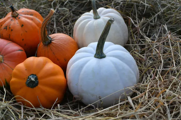 Pequeñas Calabazas Sobre Heno Fondo Otoño — Foto de Stock