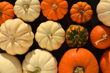 Sonbahar portakal ve beyaz balkabağı arkaplanı.