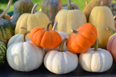 Sonbahar balkabağı dekoratif koleksiyonu. Farklı renkler ve çeşitlilikler.