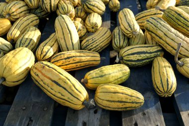 Leziz kabaklar, sonbahar hasat arkaplanı. Kabak tarlası dükkanı..