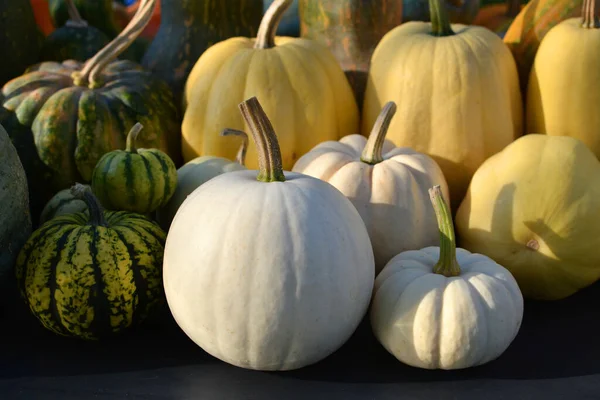 White Pumpkins Harvest Baby Boo Snowball Sweet Dumpling Varieties Collection — Stock Photo, Image