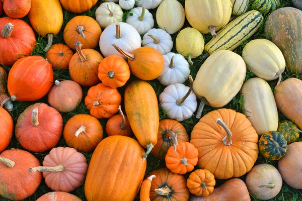 Kürbisse Und Kürbisse Bunte Herbstfrüchte Ernte Hintergrund — Stockfoto