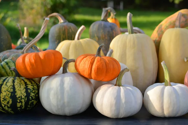 Sonbahar balkabağı dekoratif koleksiyonu. Farklı renkler ve çeşitlilikler.