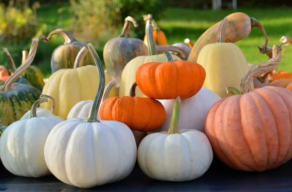 Autumn Pumpkins Decorative Collection Different Colors Varieties — Stock Photo, Image