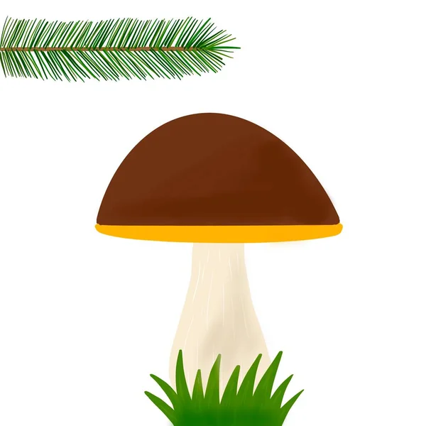 Forest Mushroom Hand Drawn Illustration Autumn Wild Mushroom — Stock Photo, Image